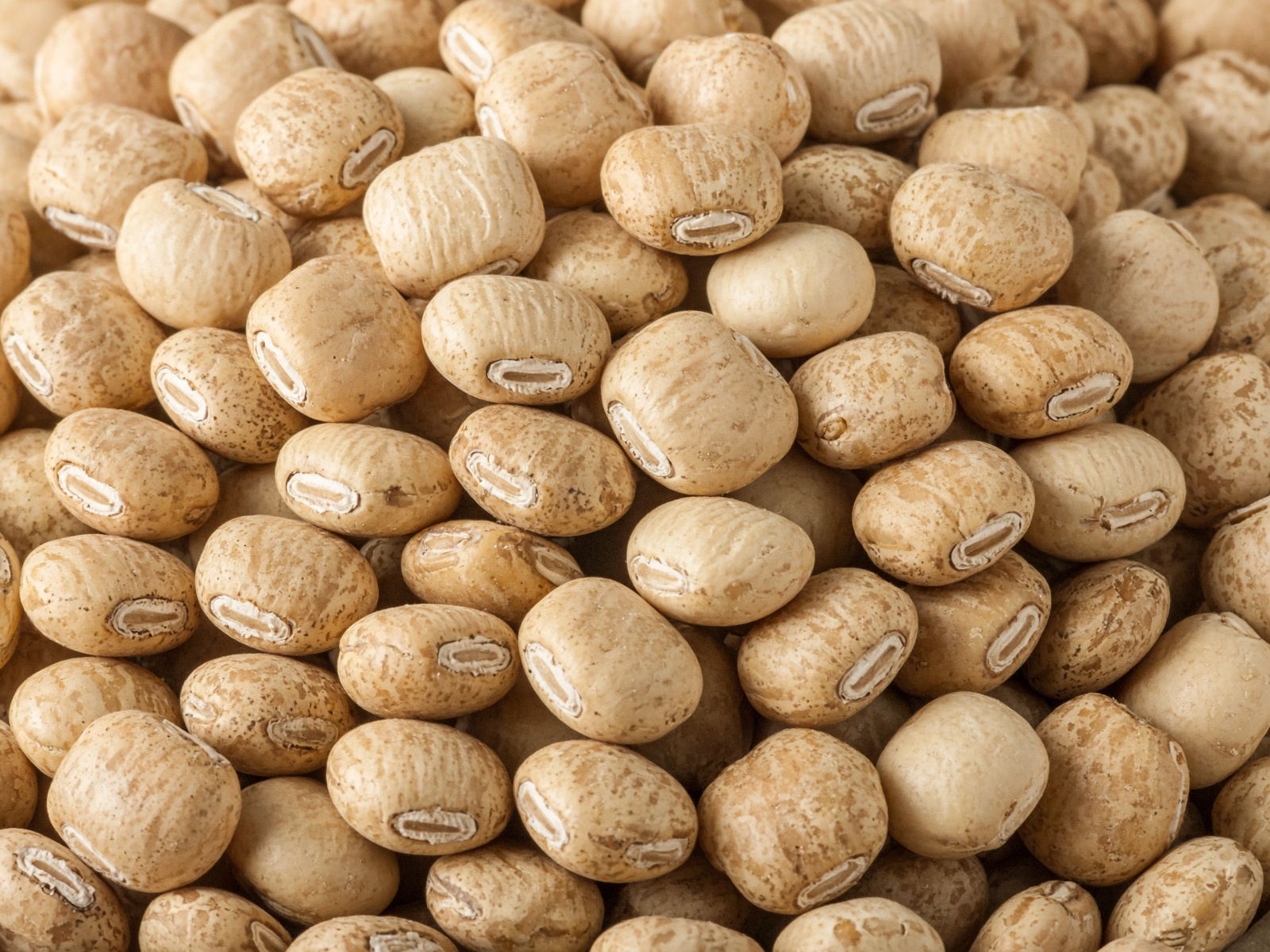 Lablab beans